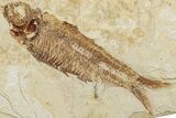 Two Detailed Fossil Fish (Knightia) - Wyoming #234217-1